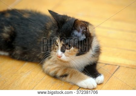 Tricolor Kitten With A Third Eyelid Close Up