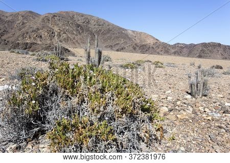 A Walk In Pan De Azucar National Park