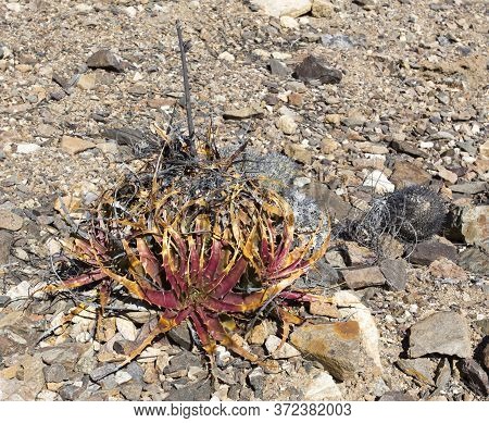 Spontaneous Plant In Pan De Azucar Desert