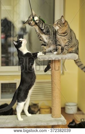 Three Young Cats Play Catch At Home Close Up