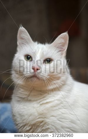 White Cat Albino