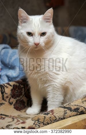 White Cat