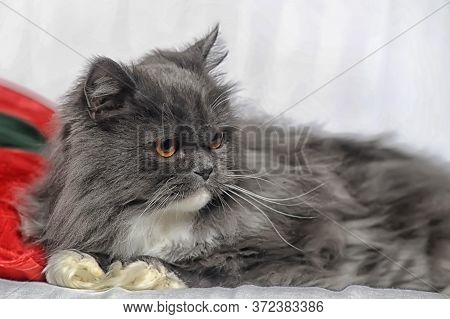 Gray With White Fluffy Cat With Orange Eyes