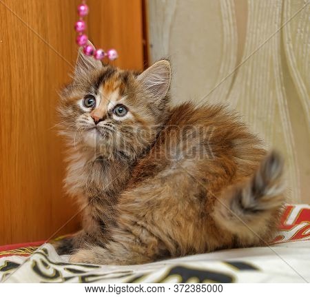 Beautiful Fluffy Tri-color Kitten In A Cattery