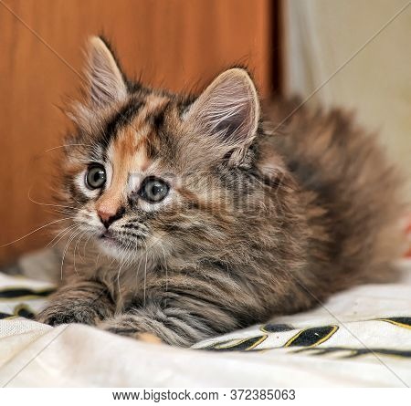 Beautiful Fluffy Tri-color Kitten In A Cattery