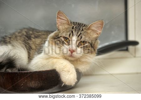 Fluffy Siberian Kitten Teenager Lies In A Frying Pan On The Windowsill