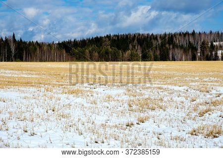 Landscape Of A Winter Clear Day In A Hilly Forest Area. Yellow Mowed Grass Covered With Seng