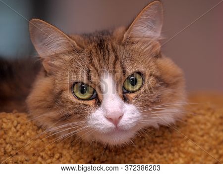Portrait Of A Beautiful Siberian Cat Looking Into The Frame