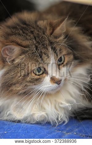 Brown With White Furry Siberian Cat Close Up