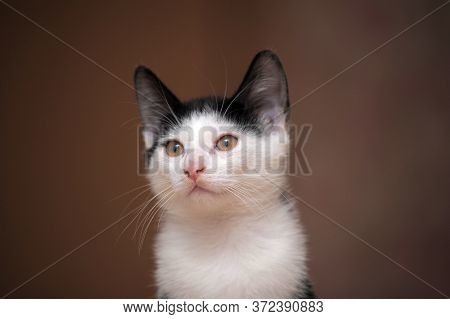 Black With White Kitten 3 Months Close Up