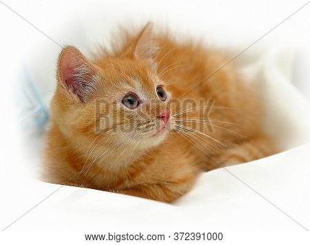 Beautiful Fluffy Ginger Kitten In Cattery Close Up