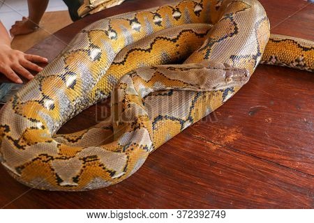Gold Yellow Python, Albino Snake With Beautiful Yellow Texture. Pattern Boa Snake Skin Abstract Text
