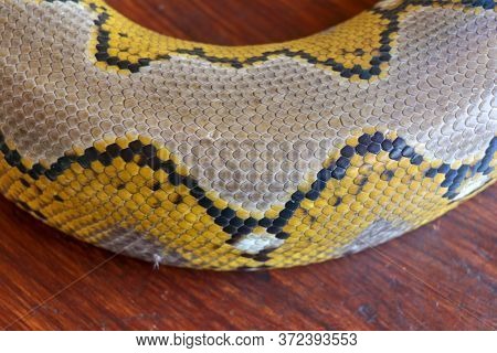 Close Up Of Snake Skin Texture Use For Background. Reticulated Python Is Non Venomous Snake Native T
