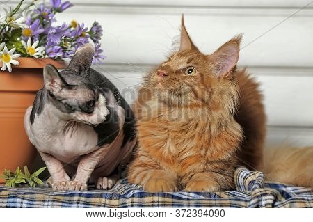 Two Cat Maine Coon And Sphinx Together