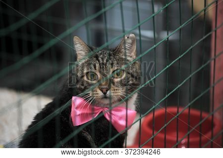 Cat Show Distribution Of Animals From The Shelter