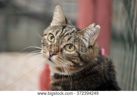 Cat Show Distribution Of Animals From The Shelter