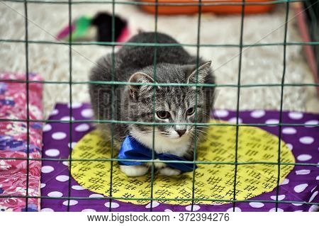 Cat Show Distribution Of Animals From The Shelter