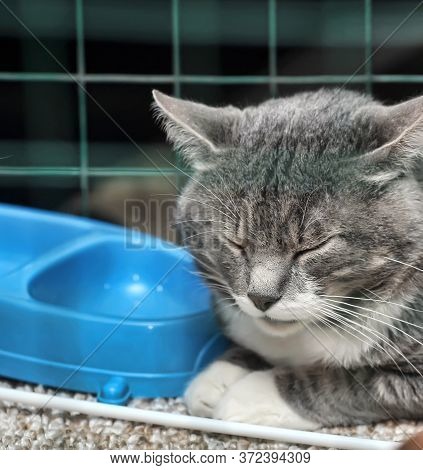 Cat Show Distribution Of Animals From The Shelter