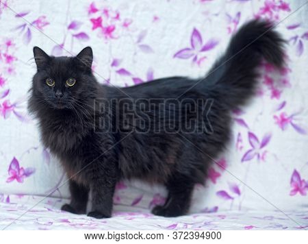 Furry Black Cat, Tiffany On Sofa Close Up