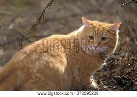 Carefully Looking Ginger Cat In The Woods