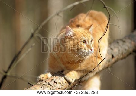 Beautiful Red Cat Sleeping On Plum Tree Branch In Garden.