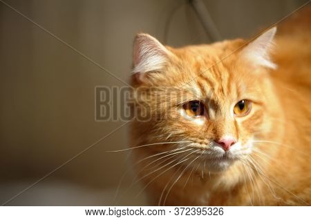 Beautiful Red Cat Sleeping On Plum Tree Branch In Garden.