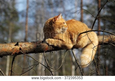 Beautiful Red Cat Sleeping On Plum Tree Branch In Garden.