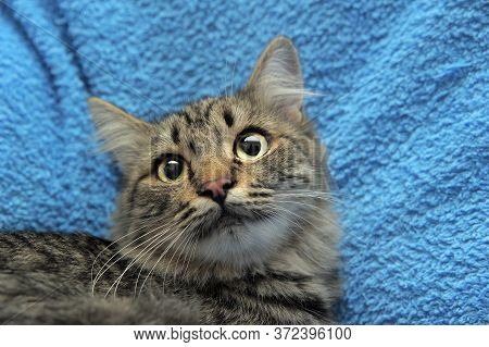 Gray Tabby Cat On A Blue Background