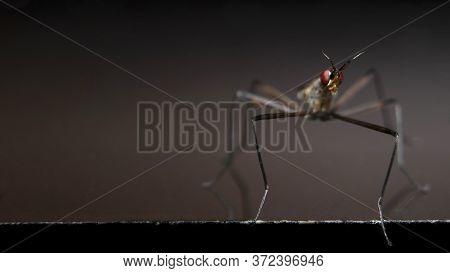 Cactus Flies (neriidae) Extreme Eye Closeup Stock Photo