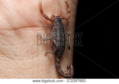 Baby Scorpion (lychas Tricarinatus) On My Hand