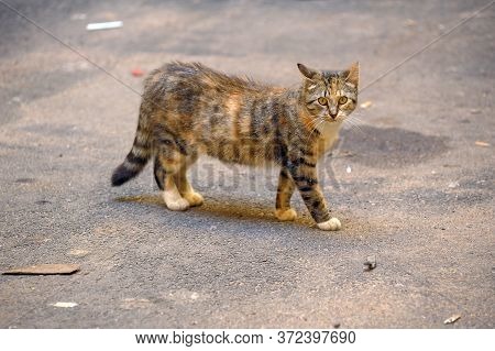Striped Homeless Cat On The Street Close Up