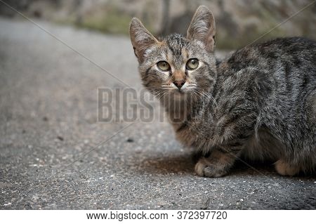 Striped Homeless Cat On The Street Close Up