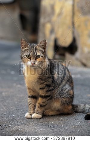 Striped Homeless Cat On The Street Close Up