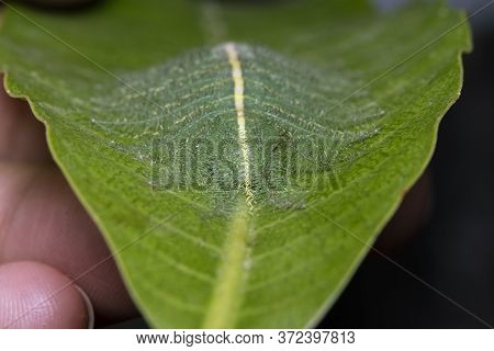 Mango Baron Caterpillar(euthalia Aconthea) Closeup On A Mango Leaf