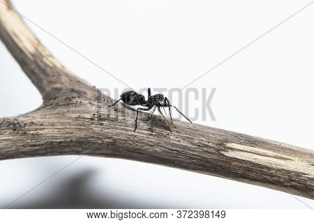 Ant Mimicking Jumping Spider(myrmarachne Japonica) On A Branch