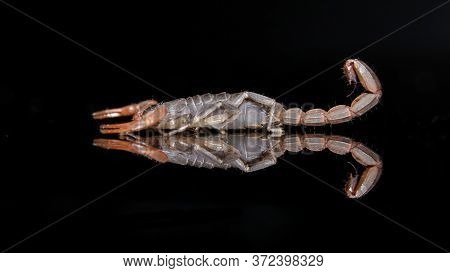 Scorpion (lychas Tricarinatus) Photo Shoot With Reflection