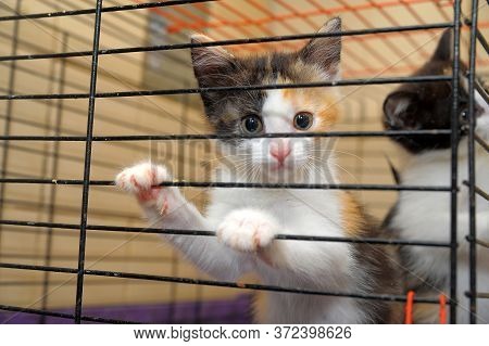 Cute Kitty In Cage, Kittens From An Animal Shelter