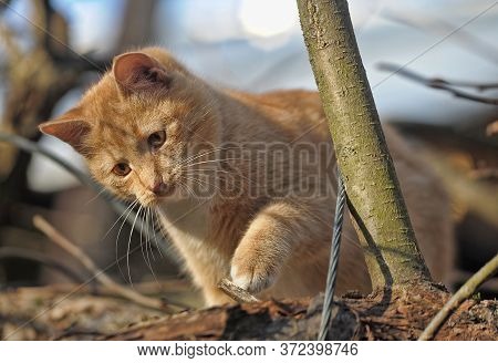 Red Cat On A Tree Close Up