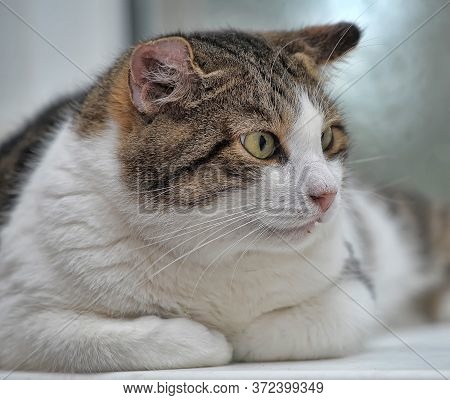 Thick White With Brown Cat Close Up