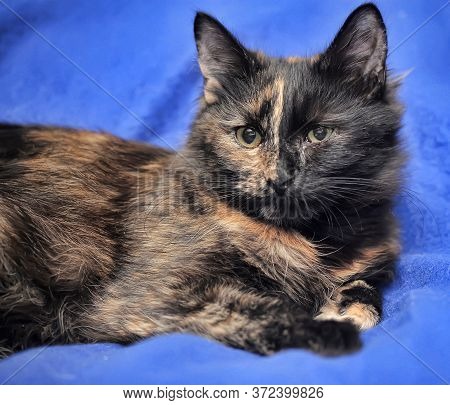 Young Tortoiseshell Cat Close Up On Blue