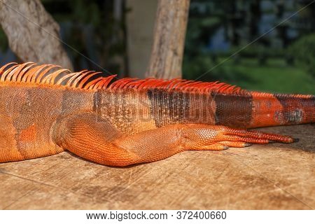 Close Up On Hind Leg With Long Sharp Claws Of Tropical Reptile Red Iguana. Focus On Leg With Scaly S