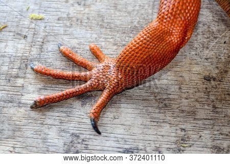 Close Up On Front Leg With Sharp Claws Of Tropical Reptile Red Iguana. Focus On Leg With Scaly Skin.