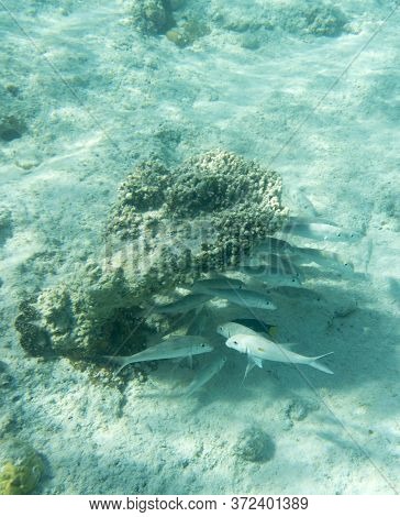 View Of Tropical Fishes In Ouvea