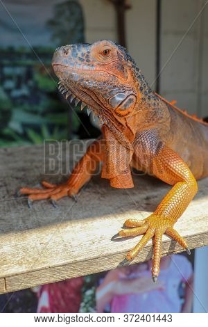 Side View Of Large Red Iguana That Basks Under The Suns Rays. Close-up Portrait Of Curious Iguana Re