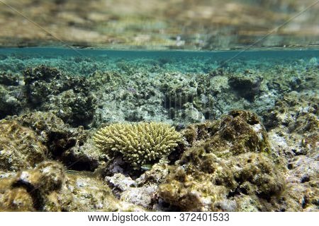 A Marine Life View With Corals