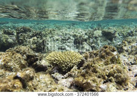 A Marine Life View With Corals