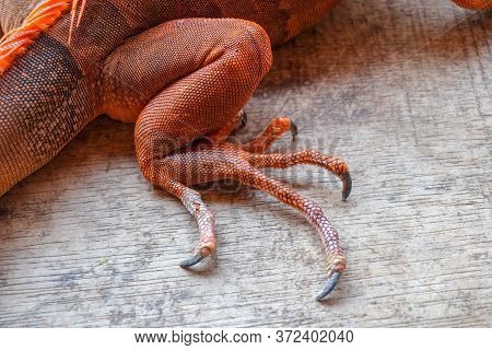 Close Up On Hind Leg With Long Sharp Claws Of Tropical Reptile Red Iguana. Focus On Leg With Scaly S