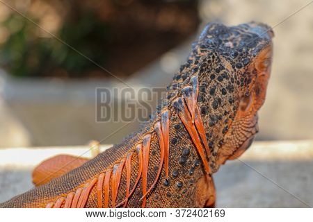 Side View Of Large Red Iguana That Basks Under The Suns Rays. Close-up Portrait Of Curious Iguana Re