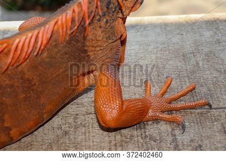 Close Up On Front Leg With Sharp Claws Of Tropical Reptile Red Iguana. Focus On Leg With Scaly Skin.