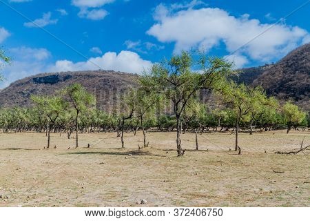View Of Wadi Dharbat Near Salalah, Oman